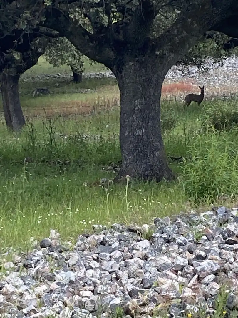 Jardín de Terreno en venta en Deleitosa