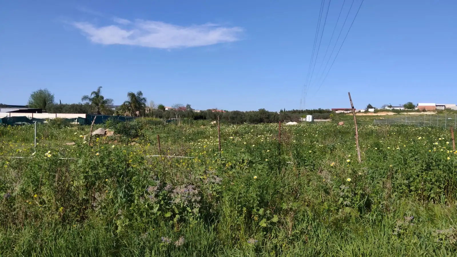 Rural land for sale in Coria del Río, imagen 4