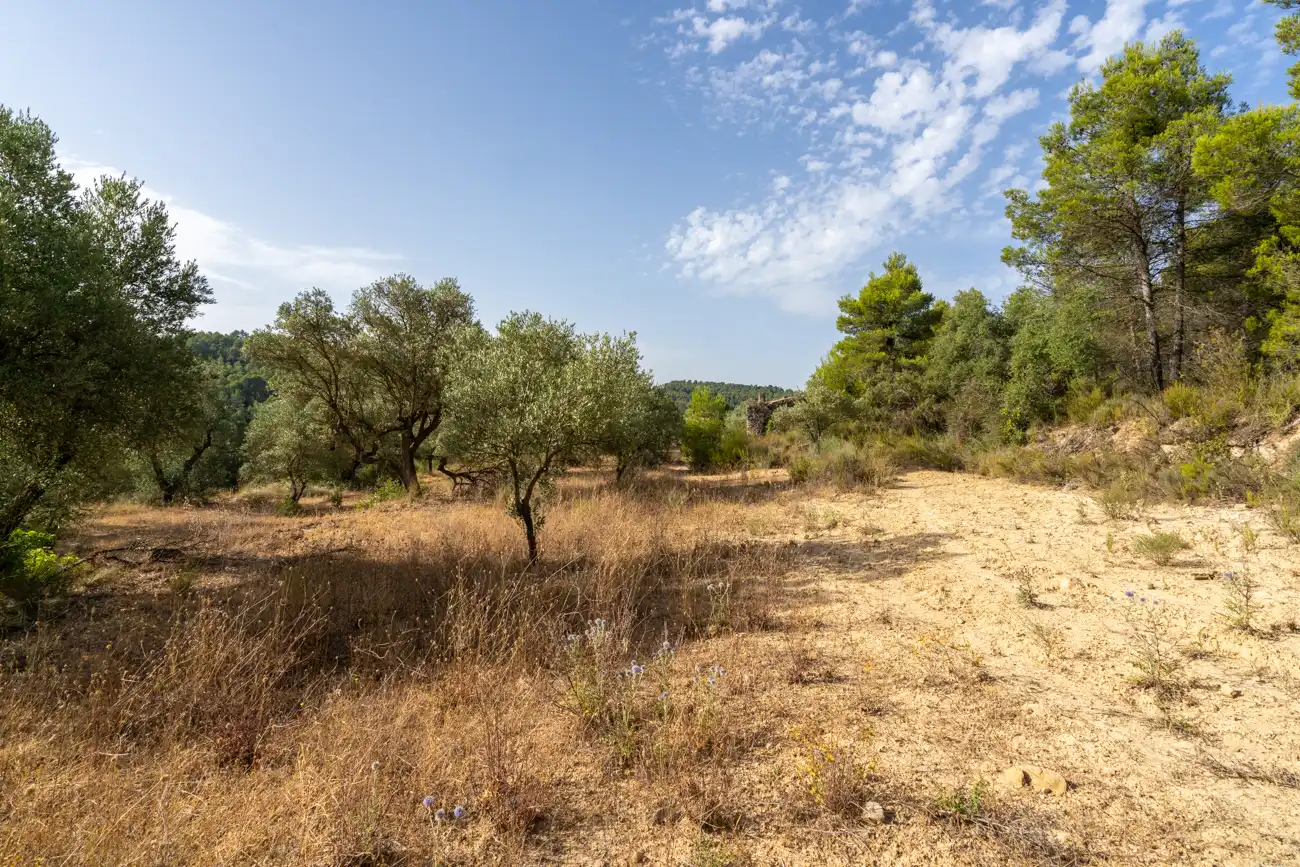 Land for sale in Caseres