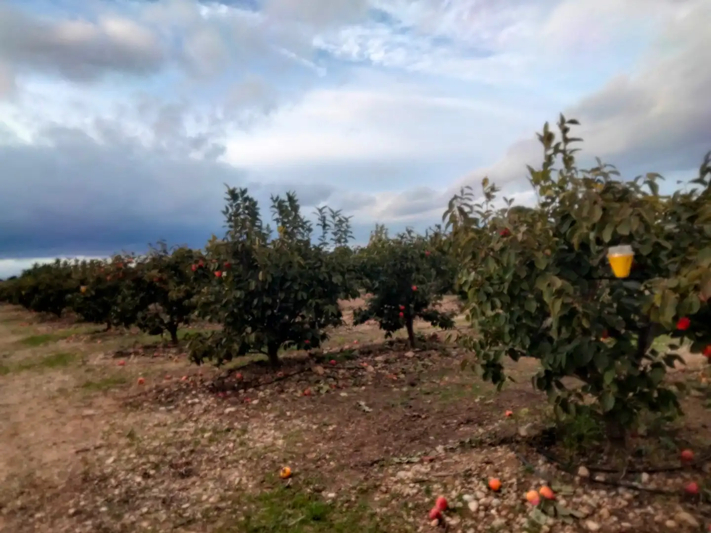 Terrain rustique à vendre à Parque de la Bombilla, imagen 7