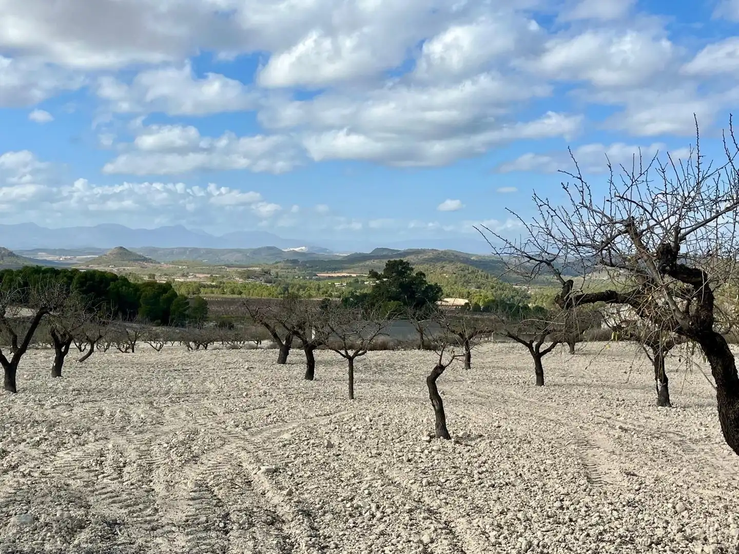 Lands and plots for sale in Bullas, imagen 18