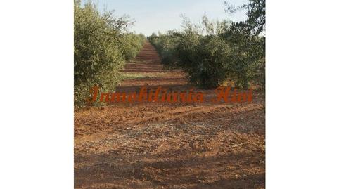 Photo 2 of Country house for sale in Almendralejo, Badajoz
