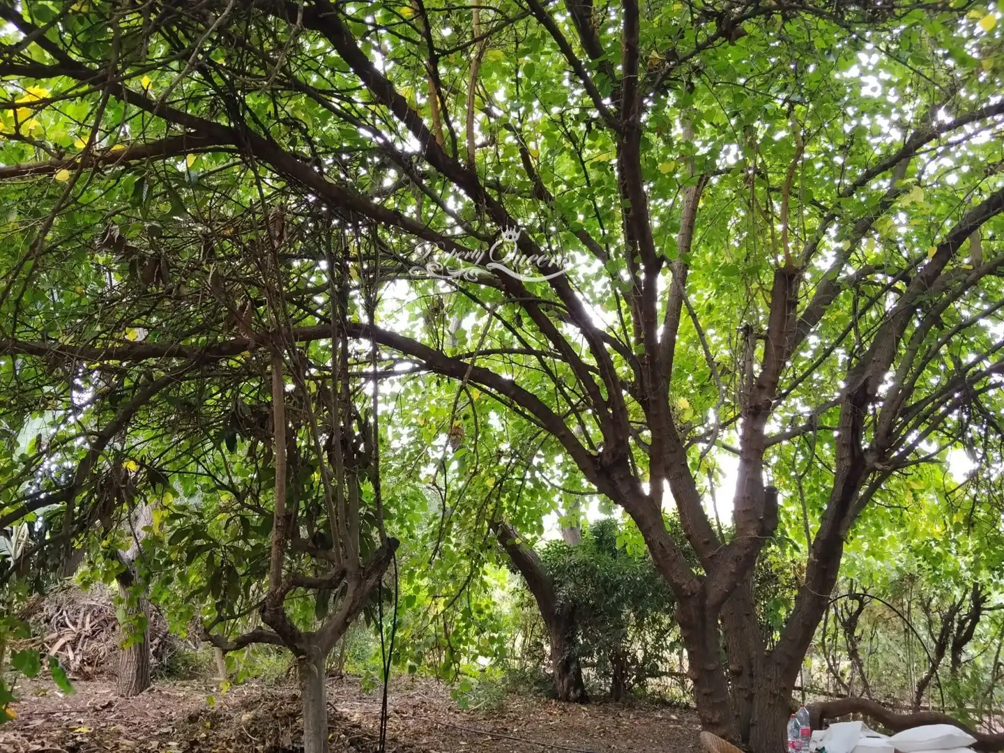 Terreny rústic en venda a Punta Plata, imagen 32