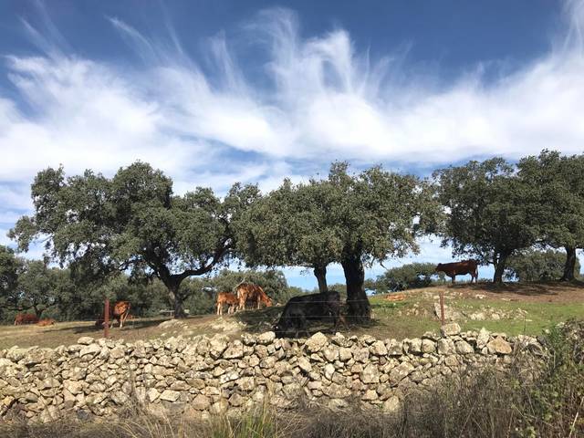 Terreno en Venta en Robleda