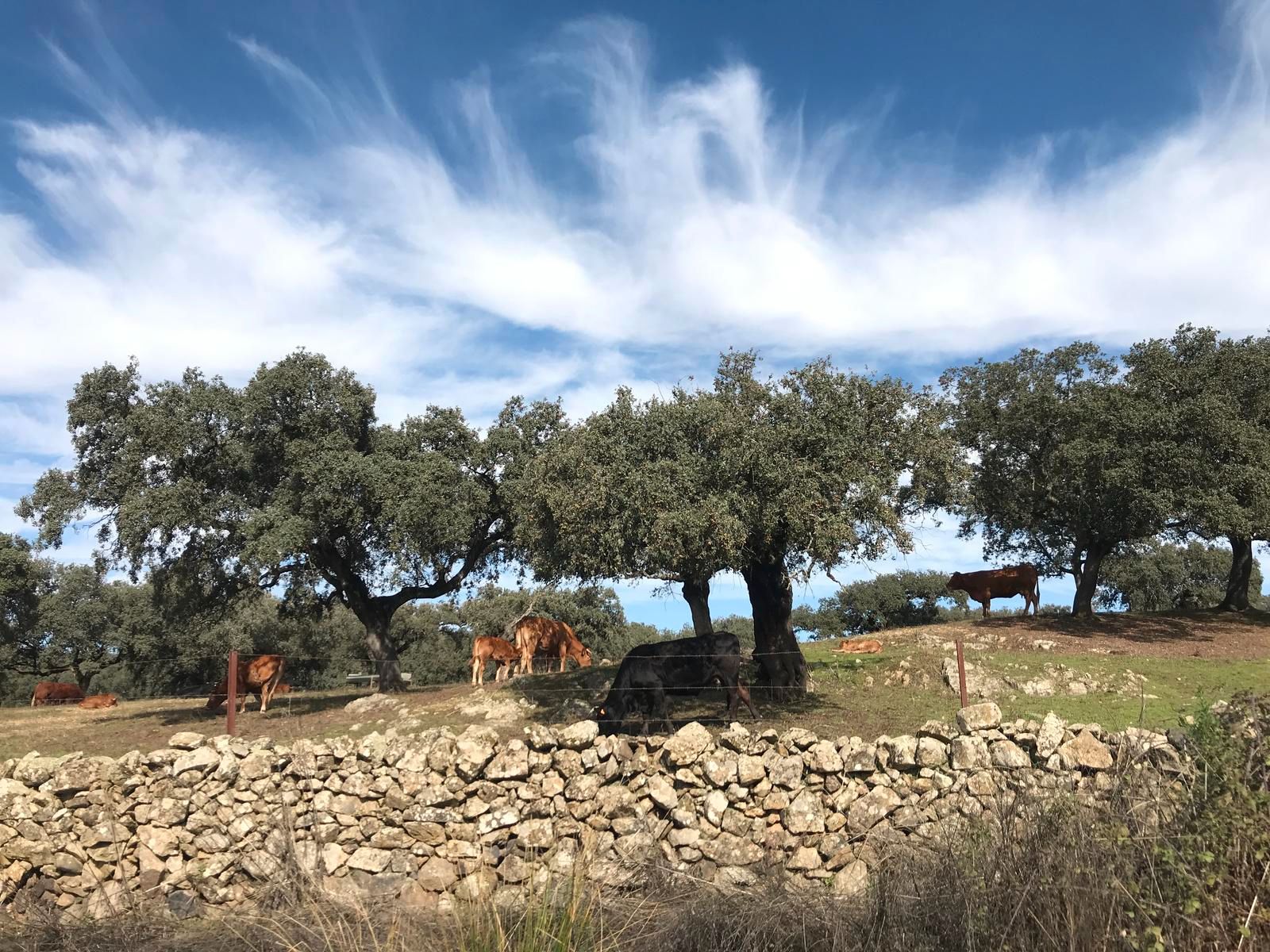 Exterior view of Land for sale in Robleda