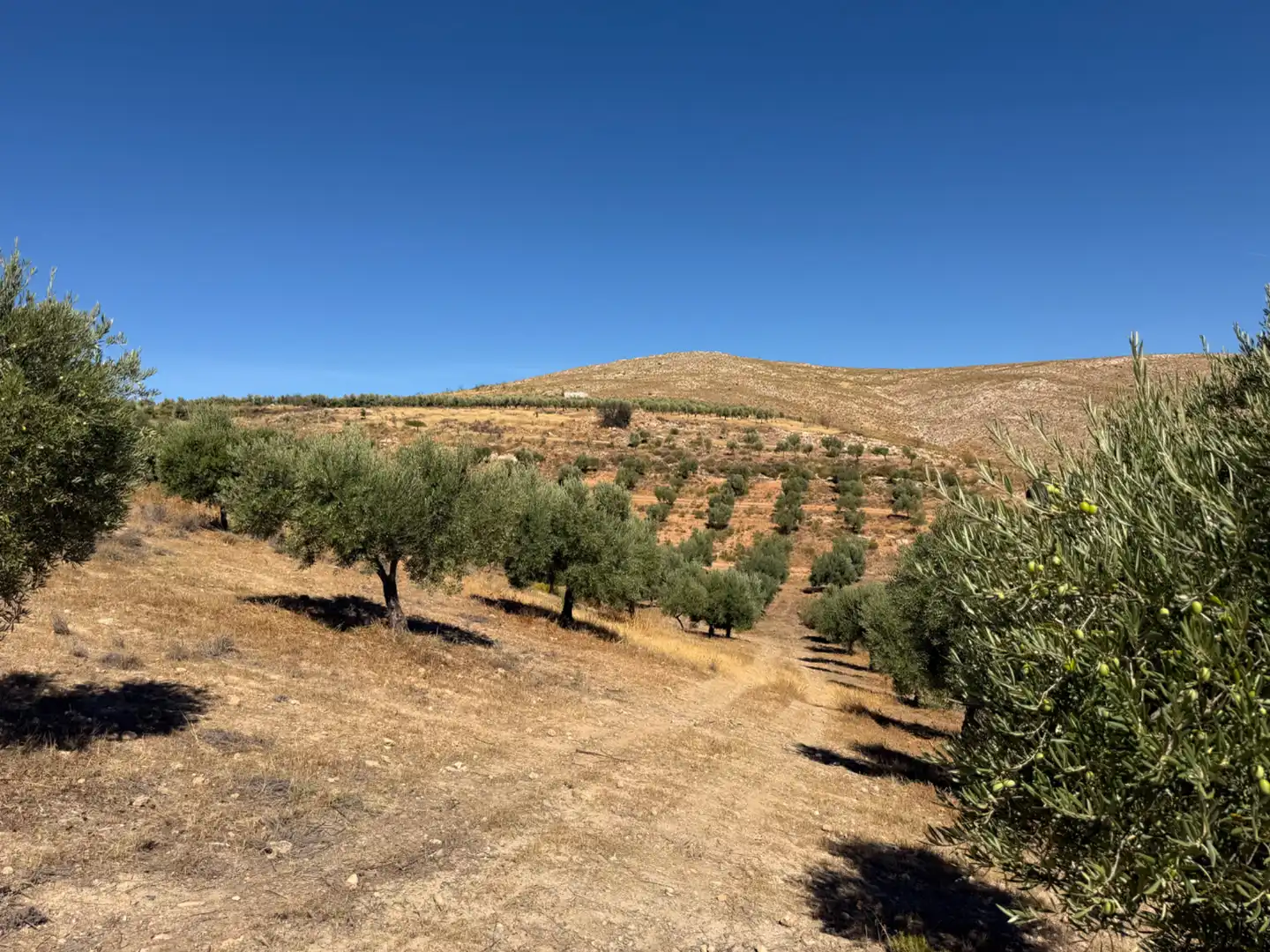 Terreno rustico in vendita a Camino de la Sierra, imagen 20