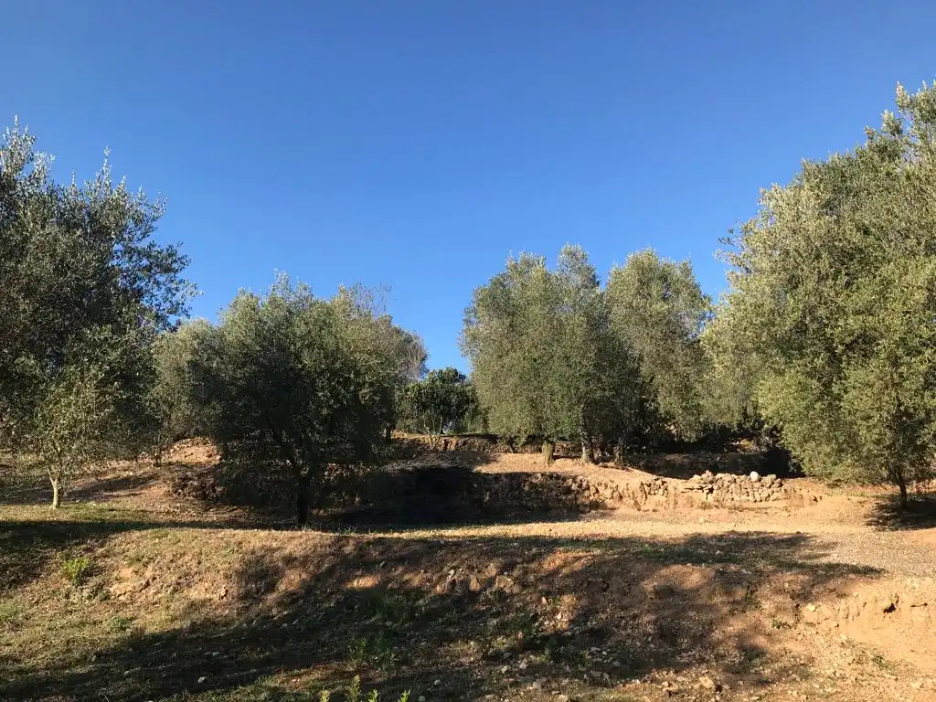 Terrain rustique à vendre à El Bruc, imagen 16