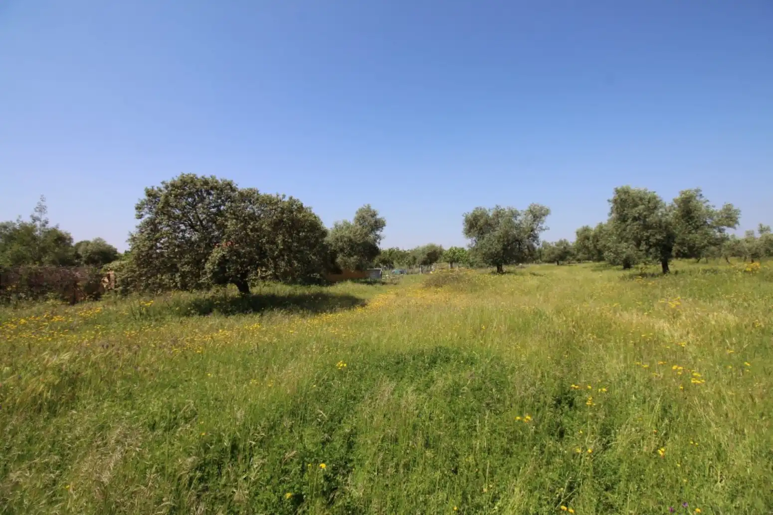 Land for sale in Esparragalejo
