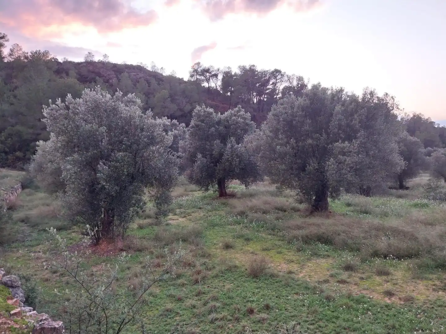 Terrain rustique à vendre à Vinebre, imagen 9