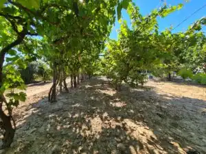 Finca rústica en venda en Fuente El Saz de Jarama amb Aire condicionat, Calefacció i Jardí privat