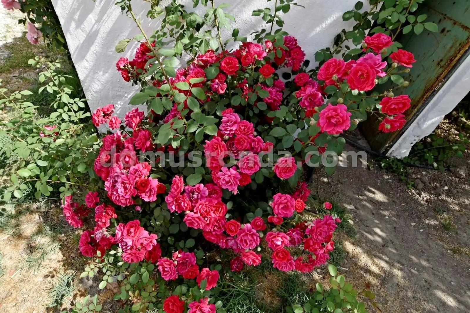 Garden of Country homes for sale in Ronda  with Terrace, Storage room and Swimming Pool