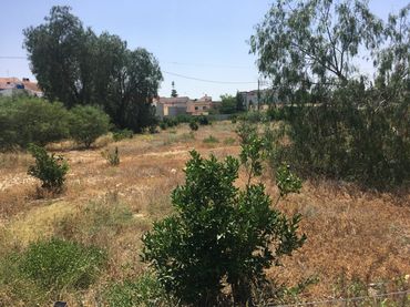 Rural land for sale in C/ Colón