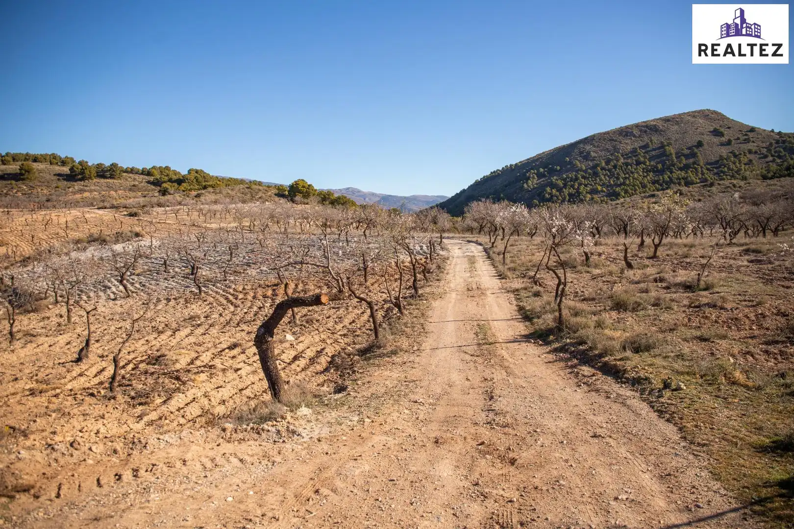 Terrain rustique à vendre à Alcolea, imagen 4