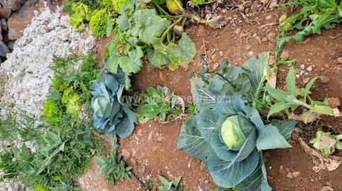 Foto 5 de Finca rústica en venda a Guía de Isora interior, Santa Cruz de Tenerife