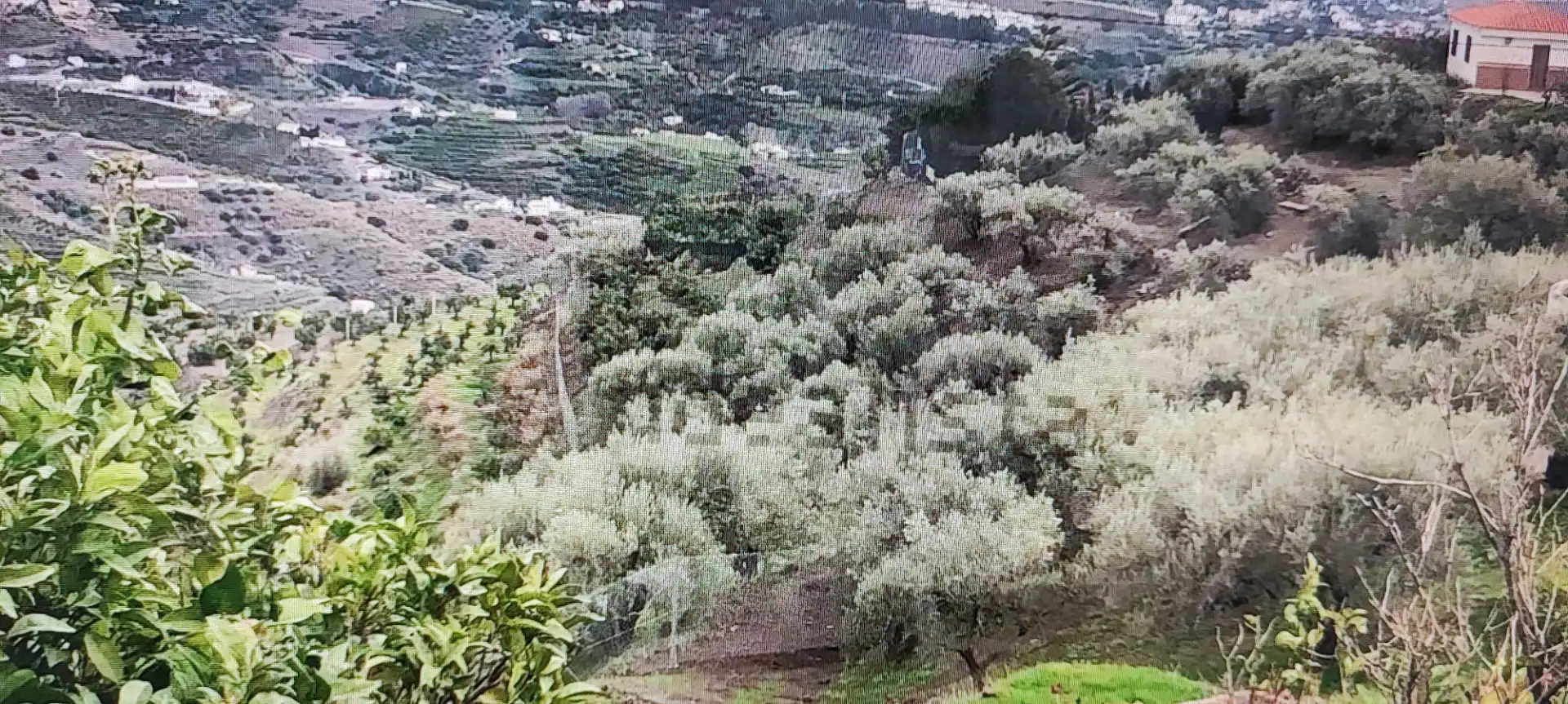 Rural land for sale in Camino de Frigiliana 81, imagen 6