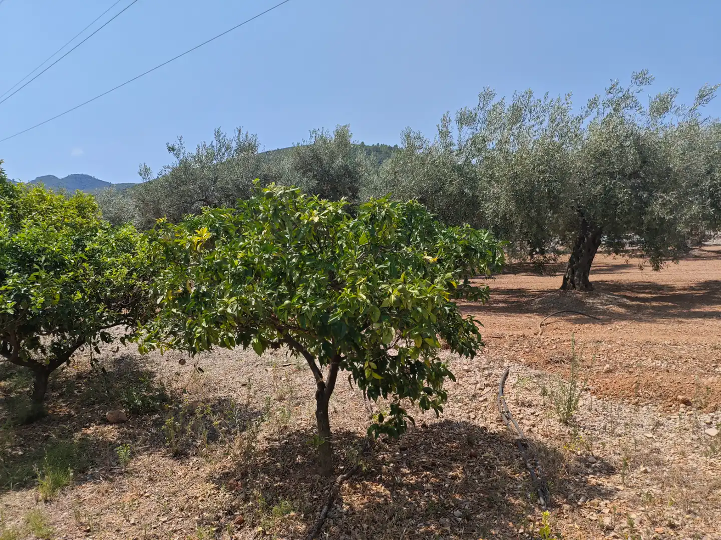 Terreno rústico en venta en Valletes - Xiribecs, imagen 20