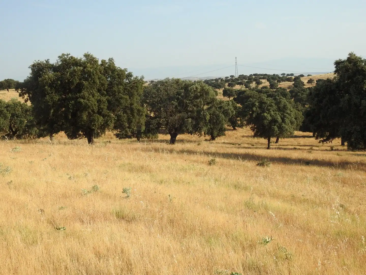 Land for sale in Villar del Pedroso