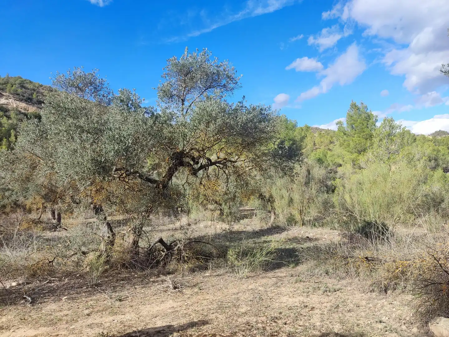 Terrain rustique à vendre à Riba-roja d'Ebre, imagen 6