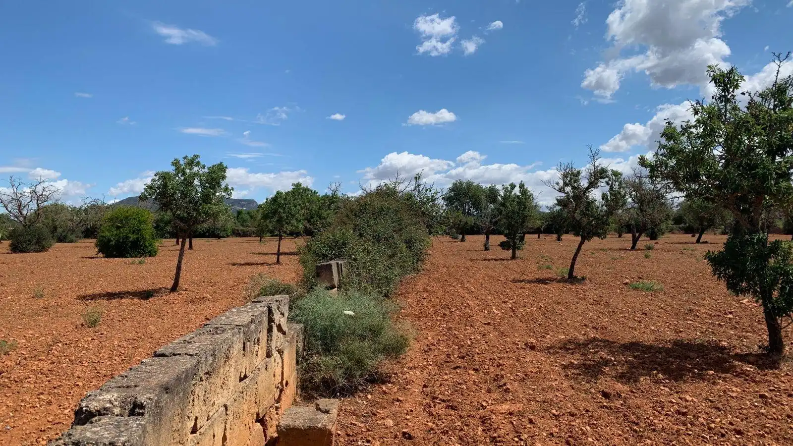 Terreno rustico in vendita a Llucmajor pueblo, imagen 11
