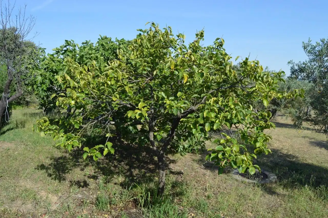 Finca rústica en venta en Mirabel con Aire acondicionado, Calefacción y Trastero