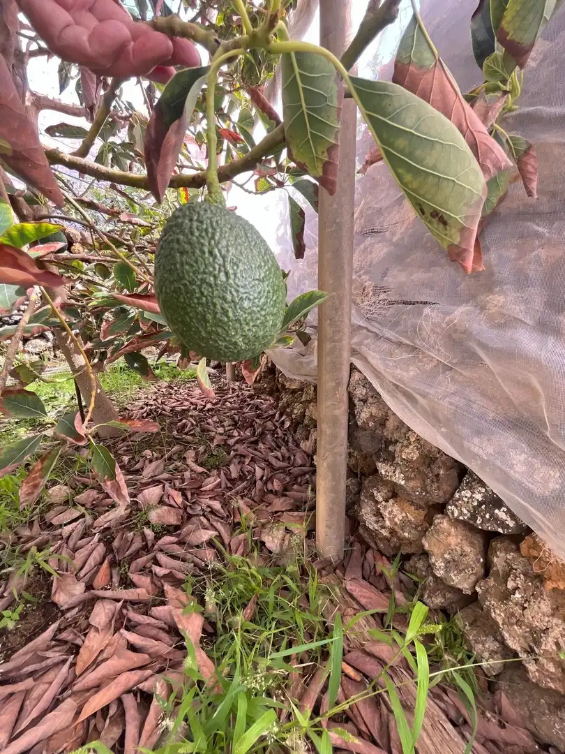 Jardín de Residencial en venta en El Pinar de El Hierro