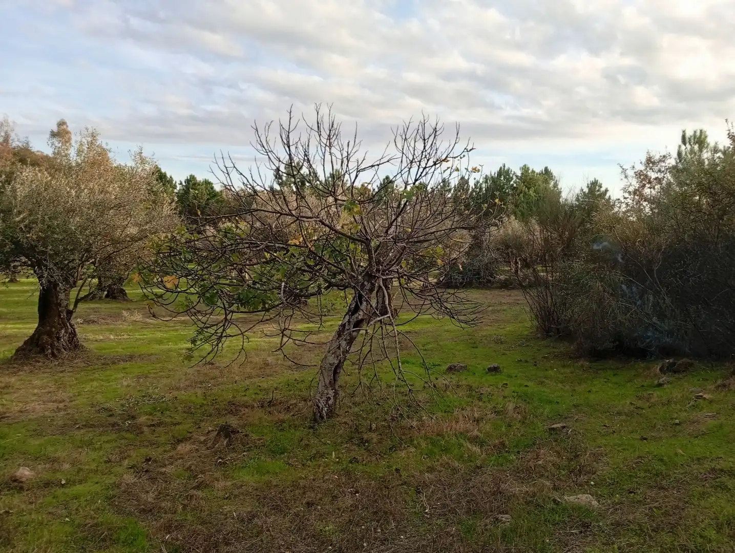 Terreni e lotti in vendita a Villanueva de la Vera, imagen 13