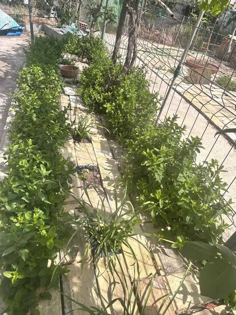Jardí de Casa o xalet en venda en Sagunto / Sagunt amb Aire condicionat, Calefacció i Jardí privat