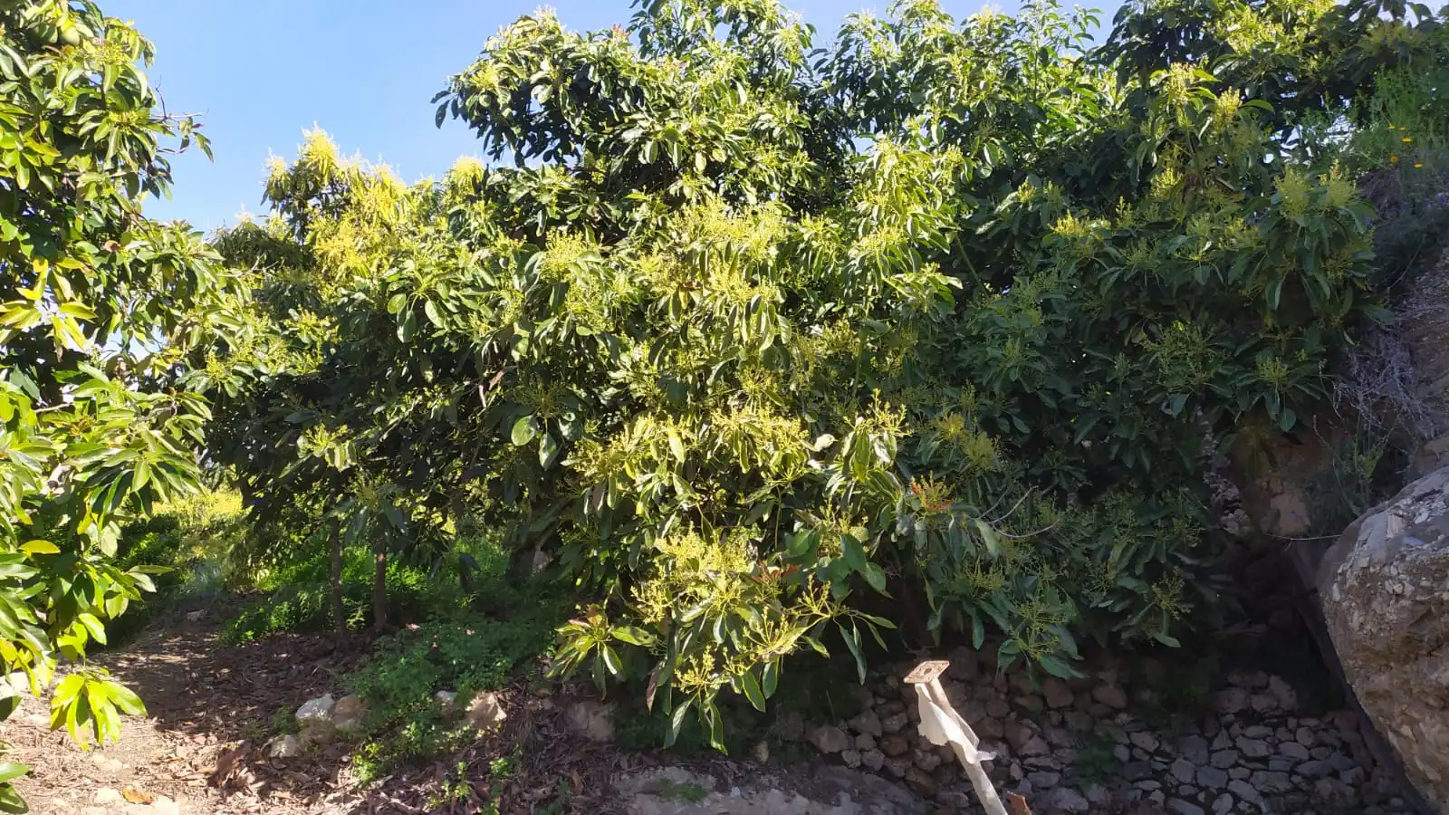 Rural land for sale in Paraje Almachares 15, imagen 5