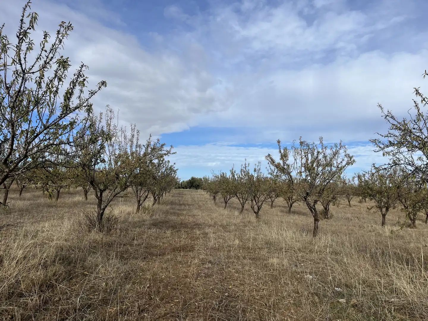 Rustikales Grundstück zum Verkauf in Avenida de Andalucía, imagen 13