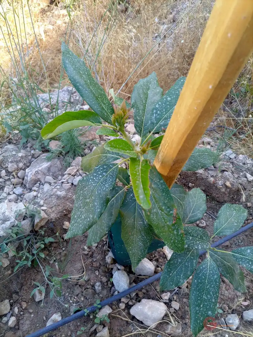 Terrenys i solars en venda a Los Guájares, imagen 10