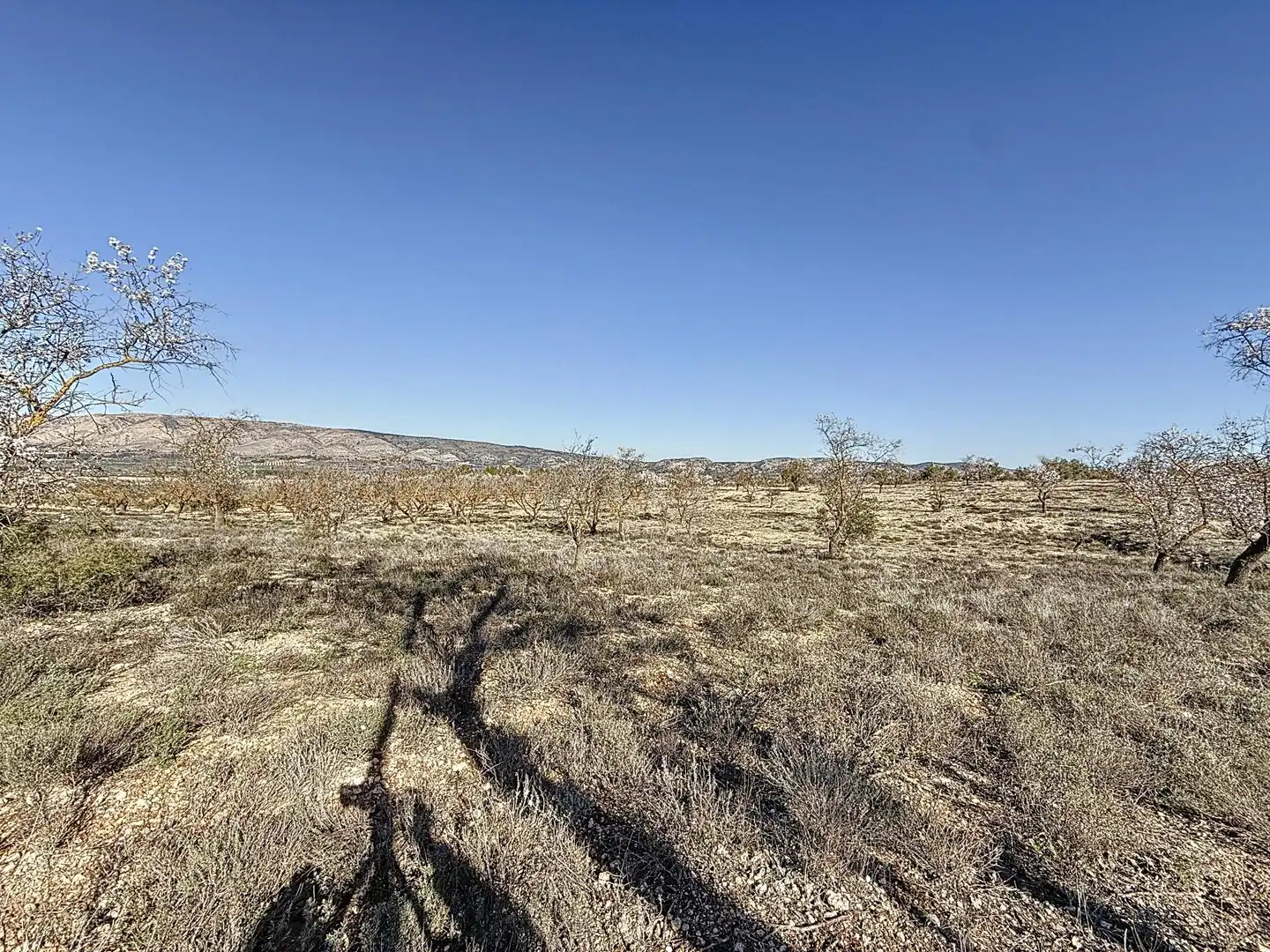 Terreno en venta en Biar