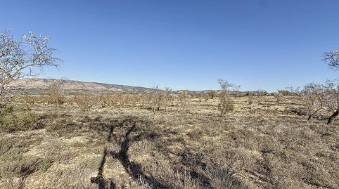 FINCA DE TIERRA SECANA EN PARTIDA EN BIAR ZONA EL COTO, immagine 4