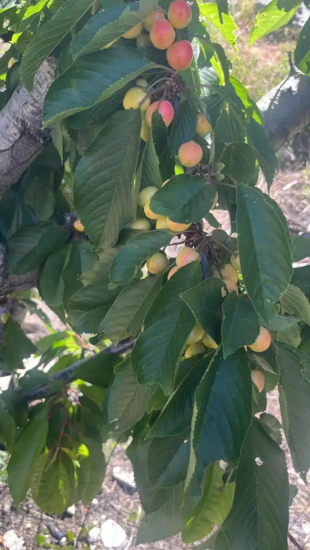 Terreni e lotti in vendita a Nigüelas, imagen 29