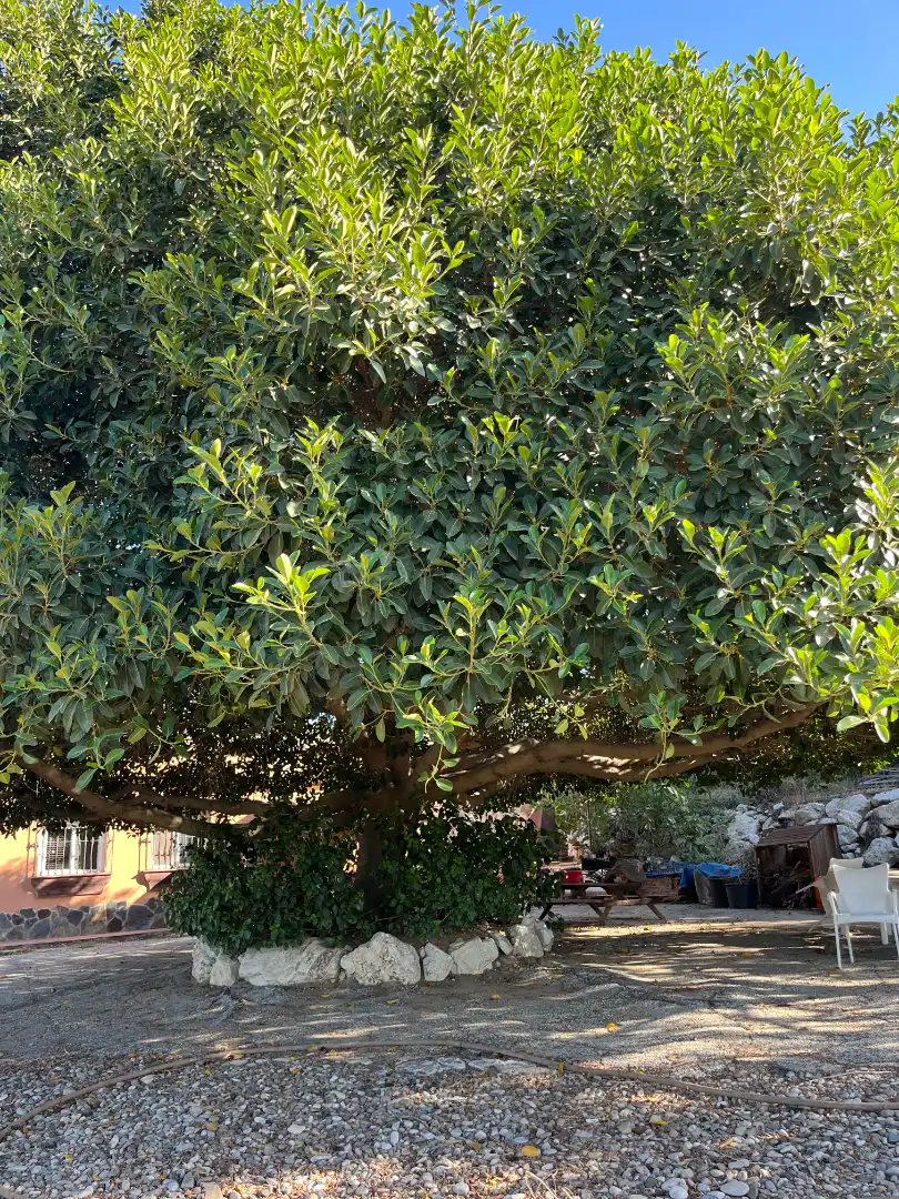 Jardín de Finca rústica en venta en Cártama con Aire acondicionado, Terraza y Amueblado