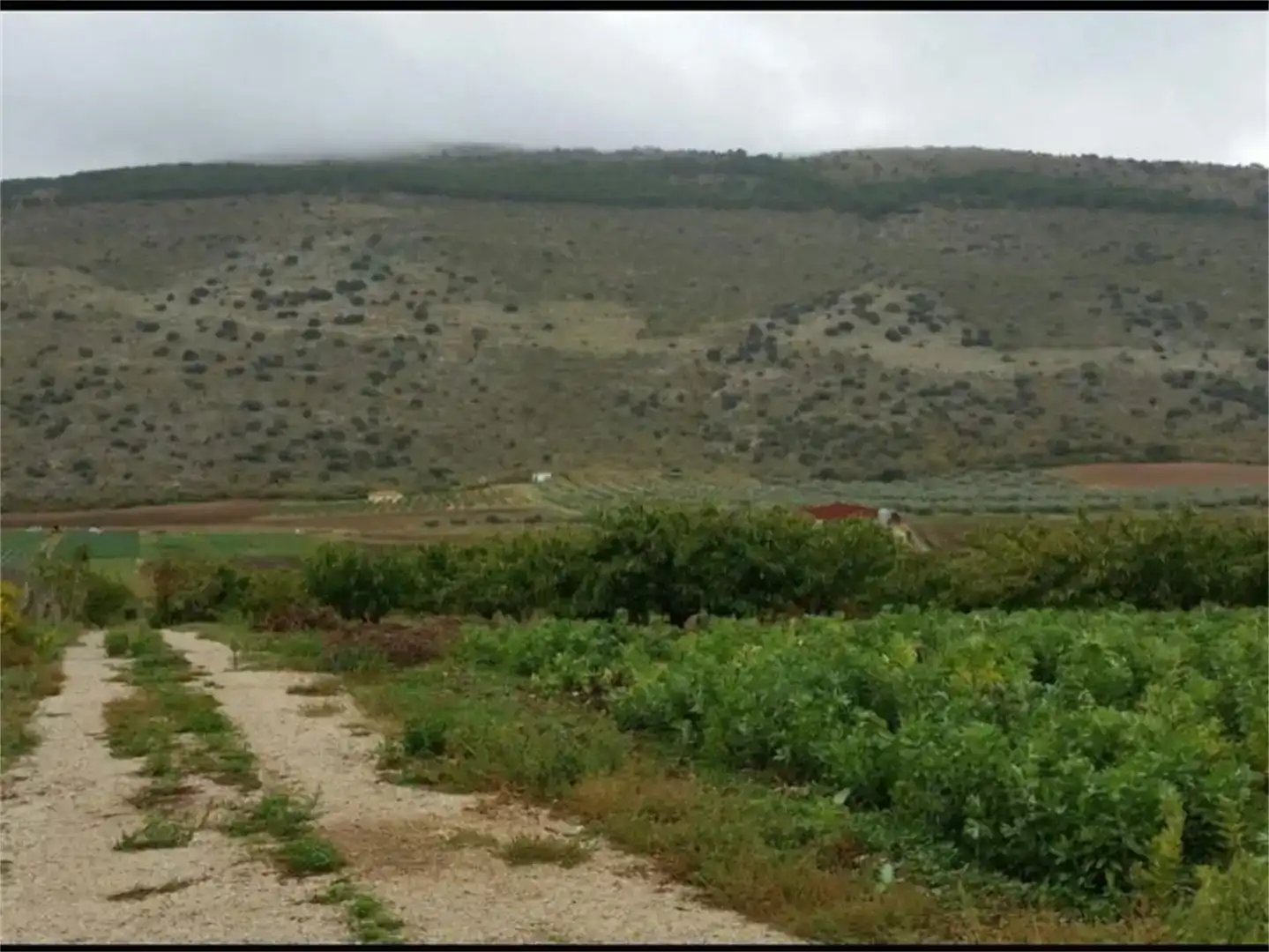 Land for sale in Alfarnate