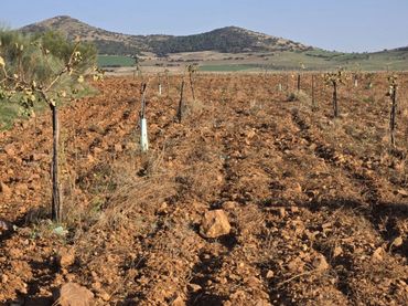 Terreno rustico in vendita a Torralba de Calatrava
