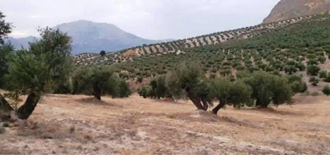 Rural land for sale in Bedmar y Garcíez, imagen 2