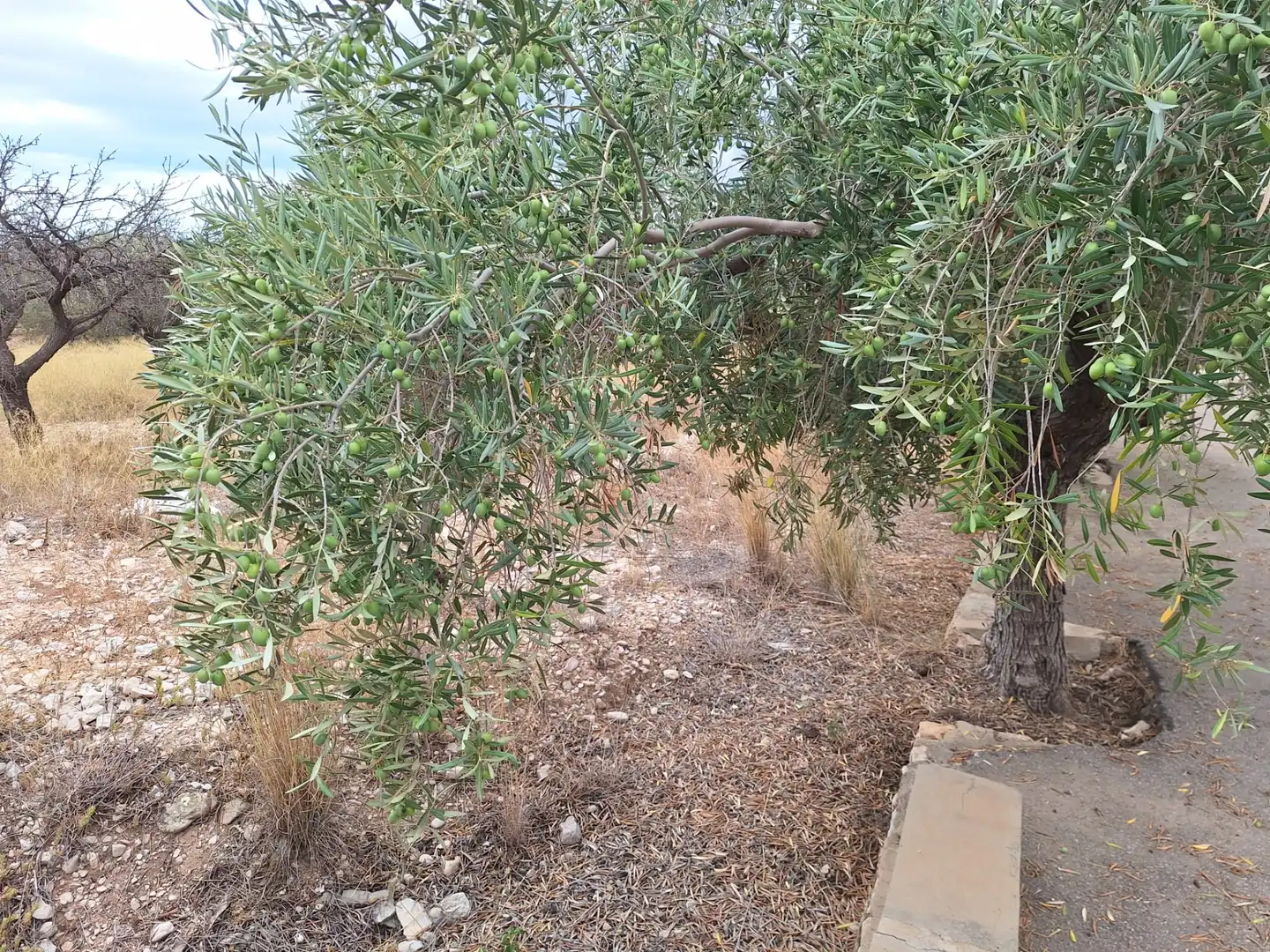 Terreny en venda en San Vicente del Raspeig / Sant Vicent del Raspeig