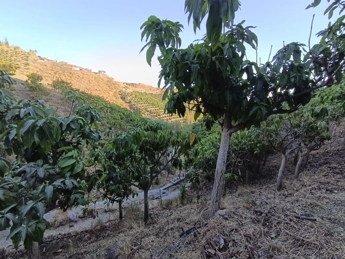 Terrenys i solars en venda a Canillas de Aceituno, imagen 36