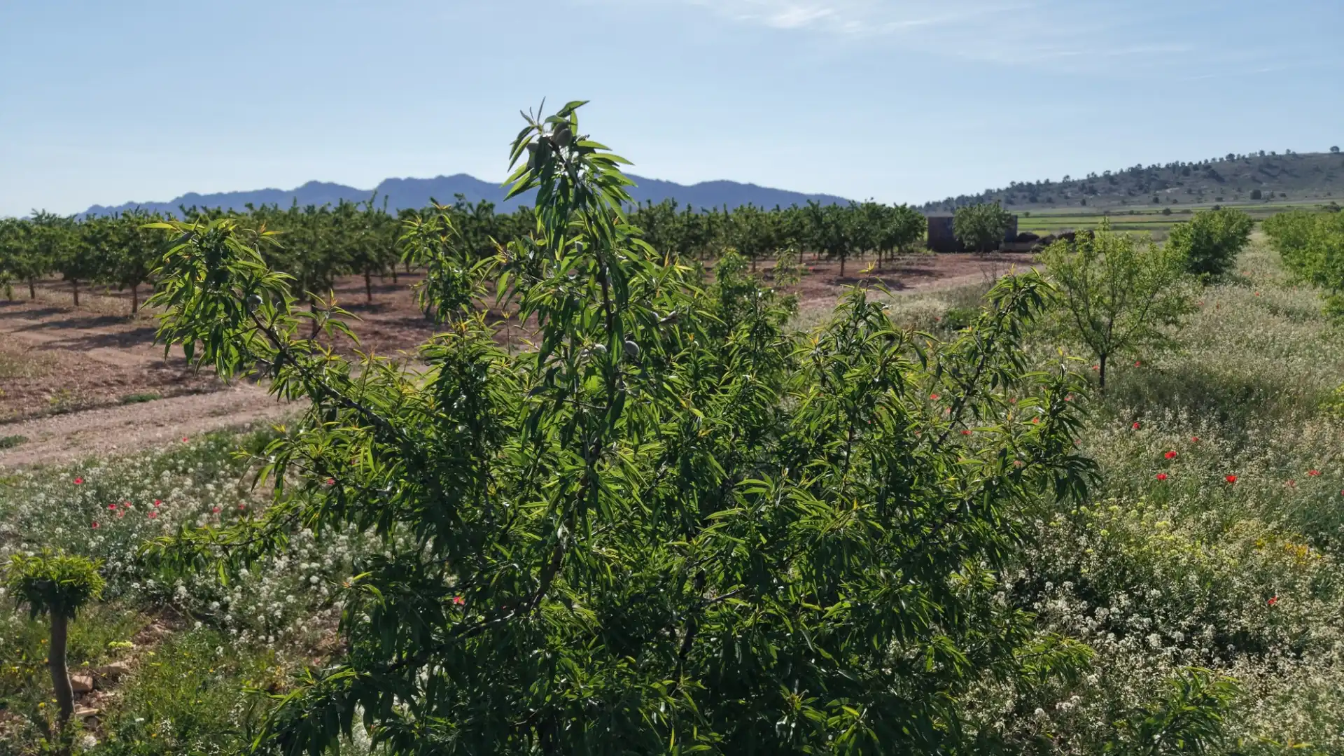 Residential land for sale in Yecla, imagen 14