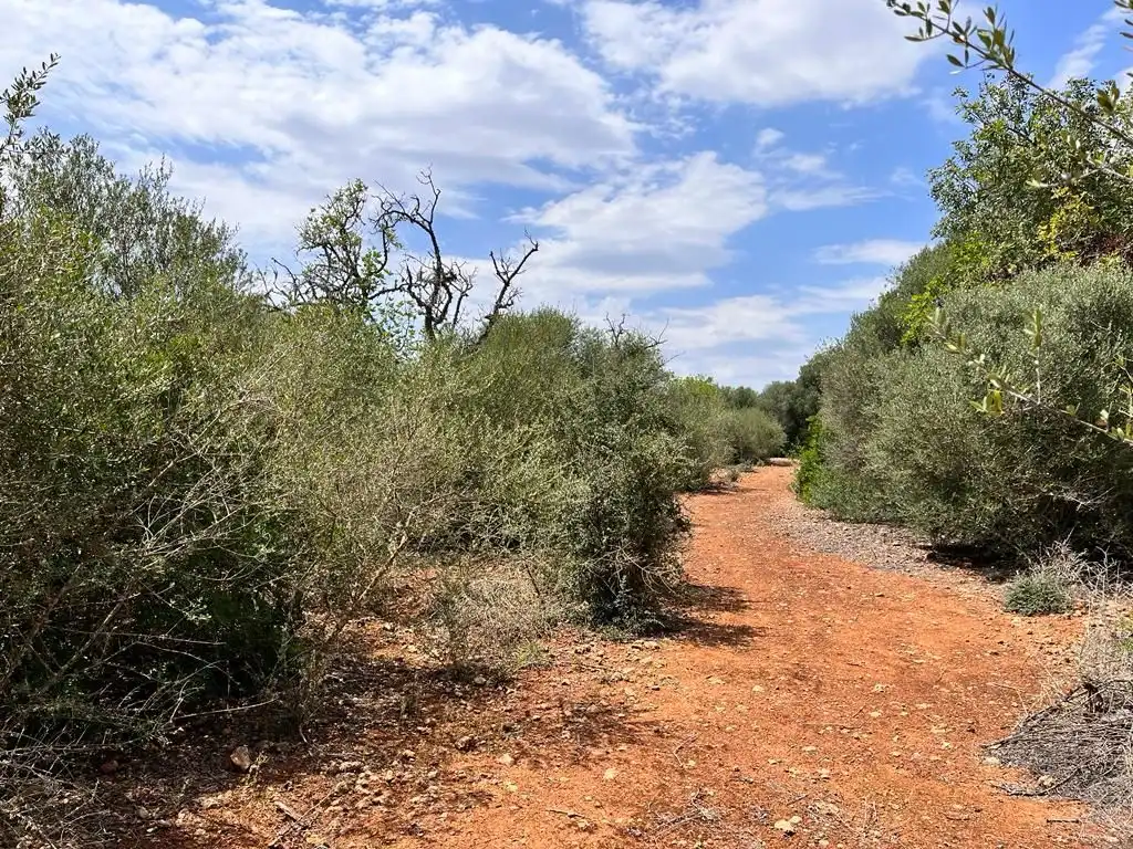 Finca rústica en venta en Llucmajor