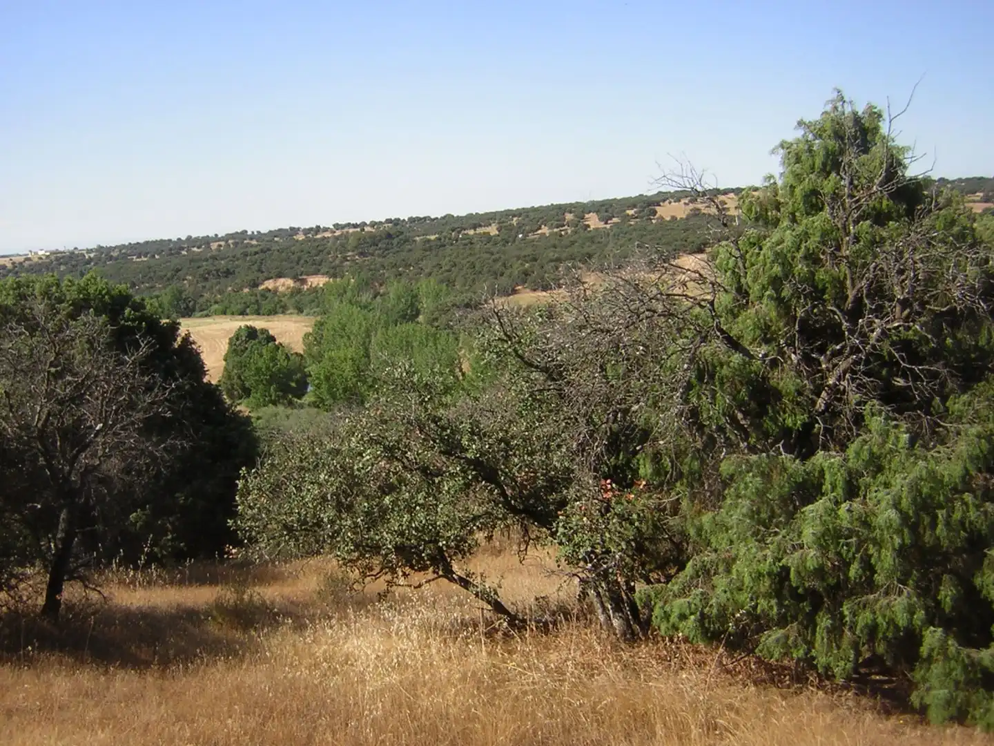 Rural land for sale in Almorox, imagen 5