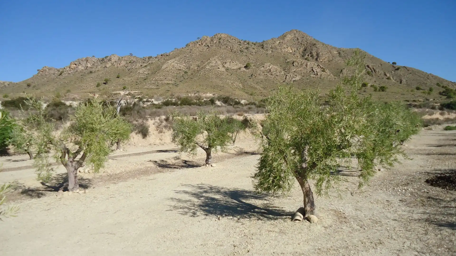 Lands and plots for sale in Abanilla, imagen 10