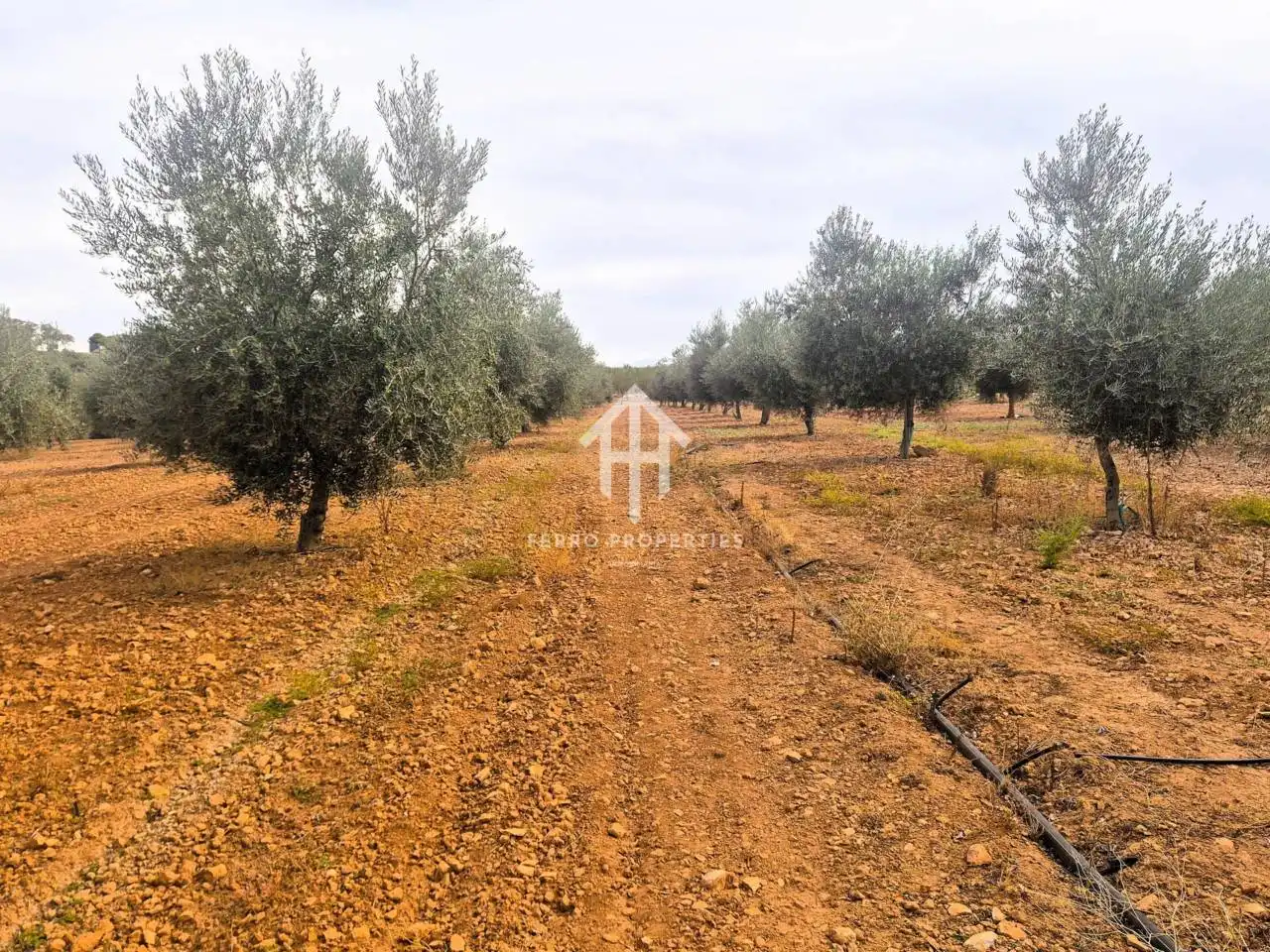 Rural land for sale in Moraleda de Zafayona, imagen 15