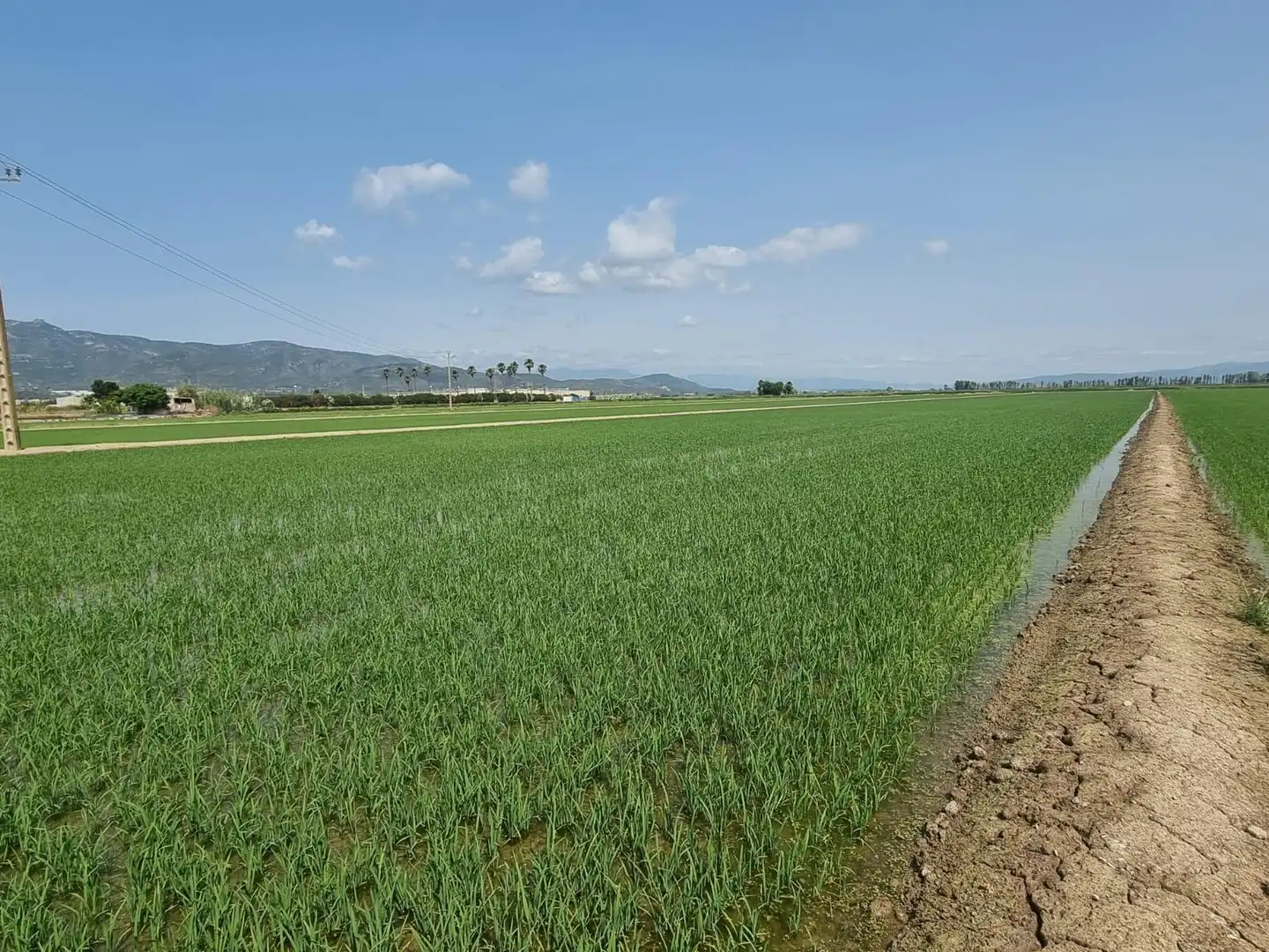Land for sale in La Ràpita