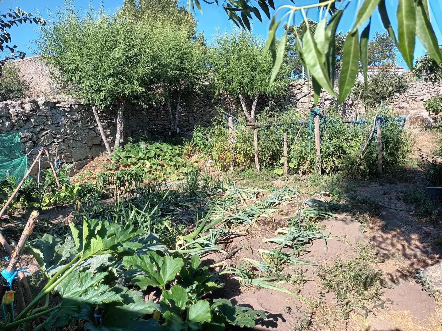 Terrenos y solares en venta en Ledesma, imagen 3