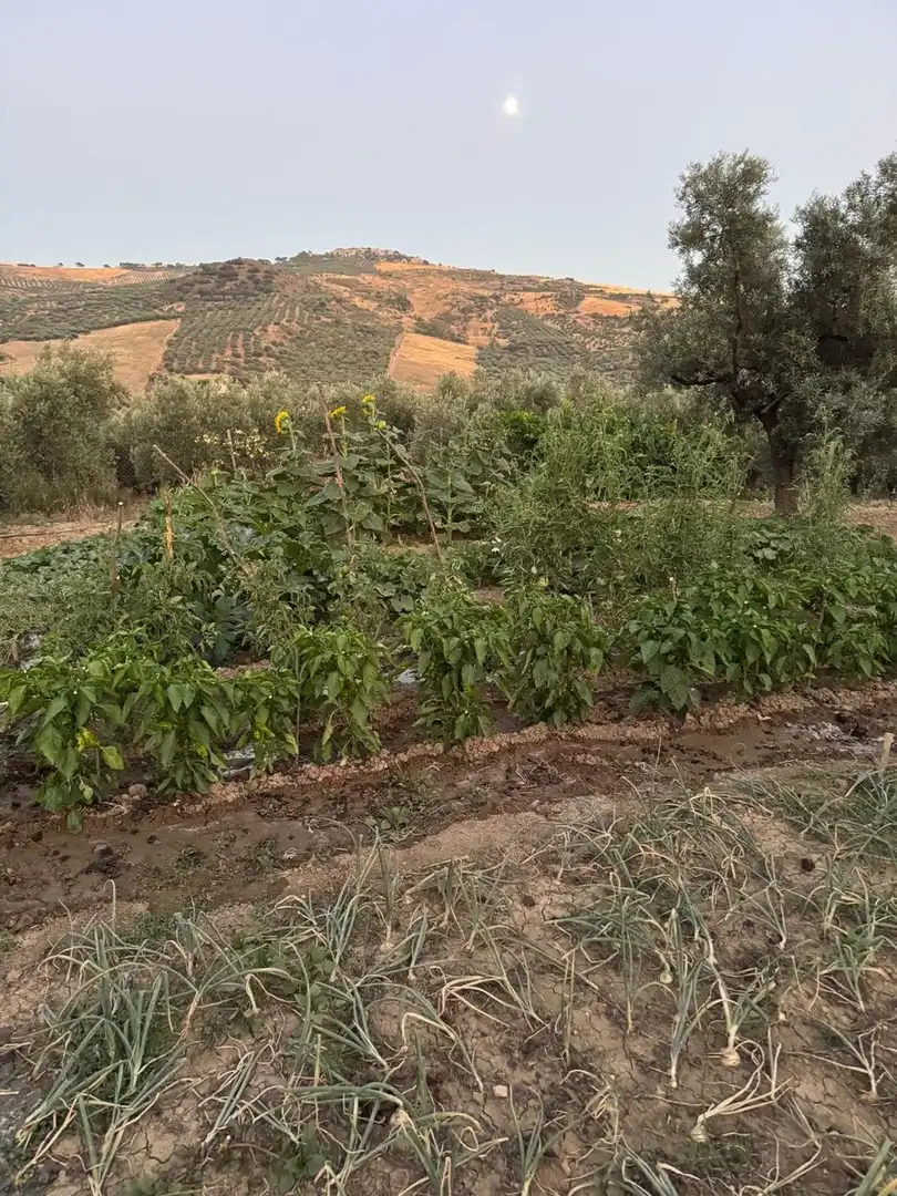 Casa rústica amb terrassa en venda a Periana, imagen 38