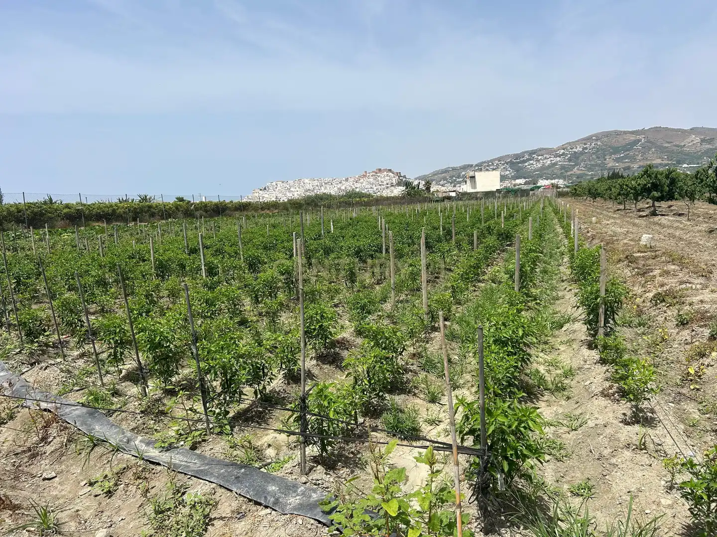 Terreny rústic en venda a PCQH+V2 Salobreña, Spain, imagen 5