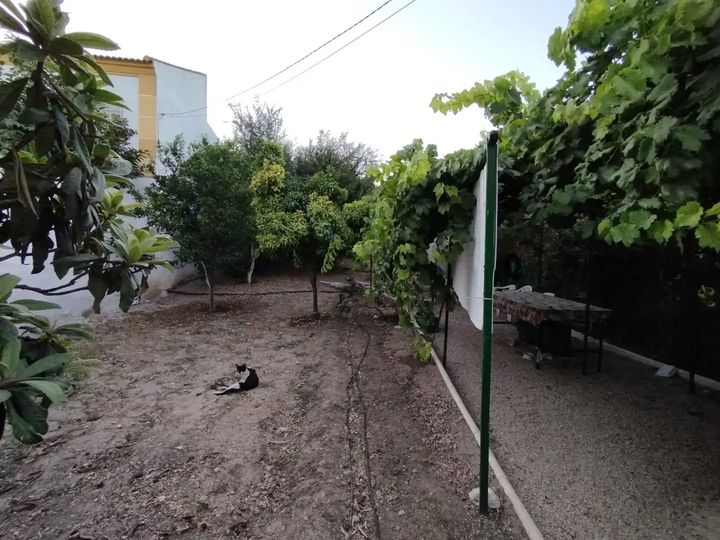 Terrain résidentiel à vendre à Cabra, imagen 5