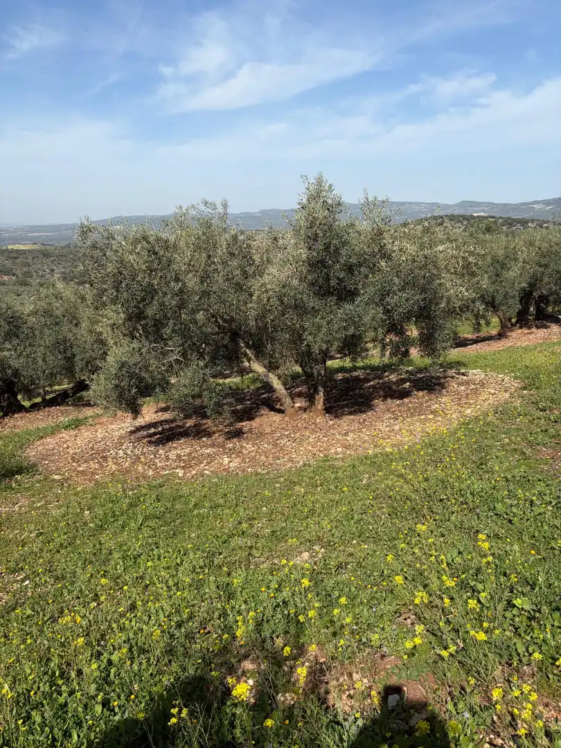Terreno rustico in vendita a Cabra
